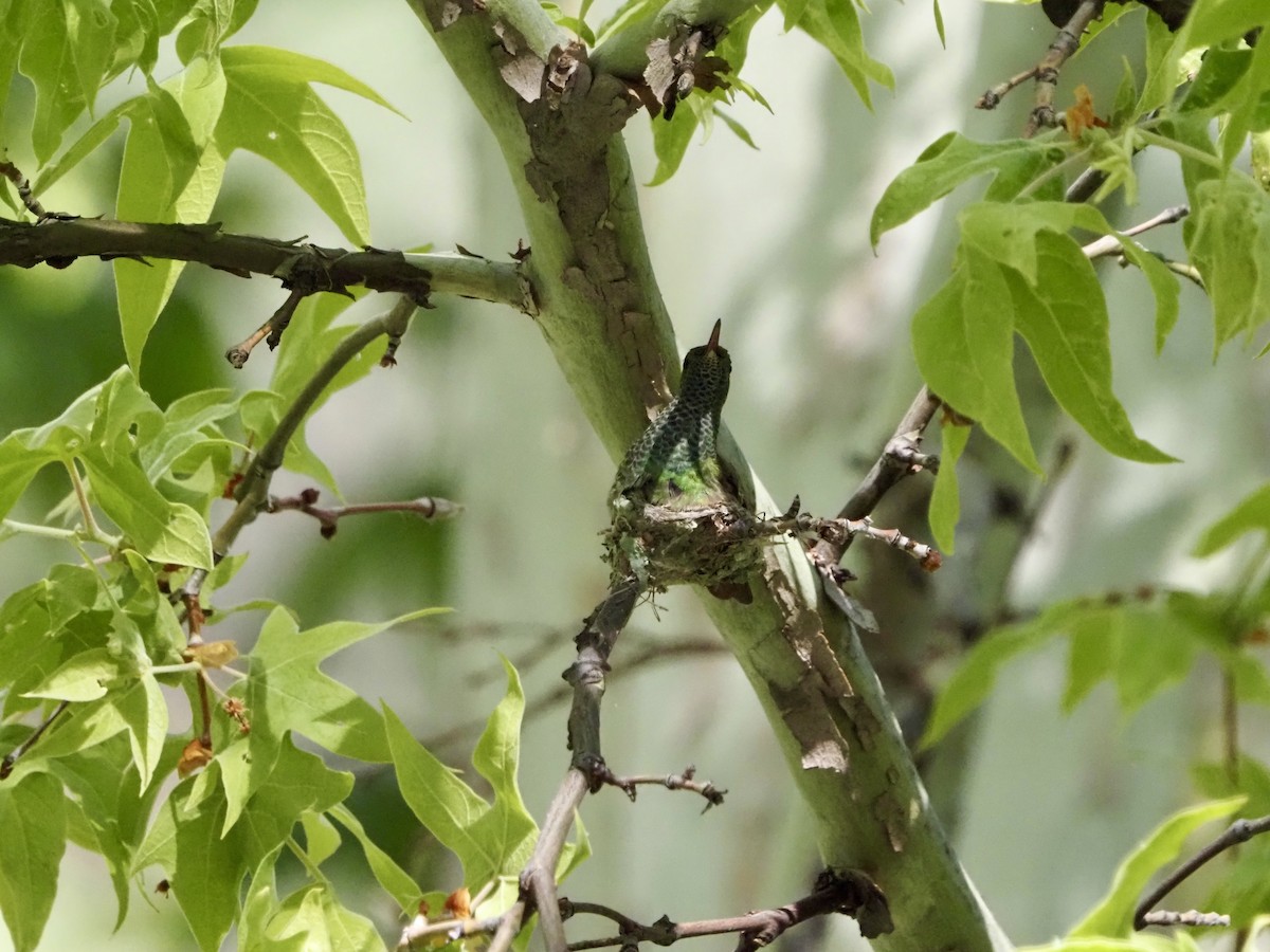 Berylline Hummingbird - ML618740527