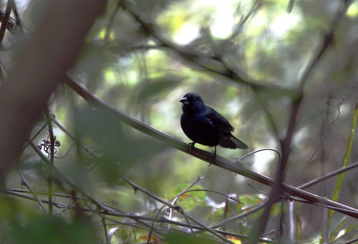 White-lined Tanager - ML618740590