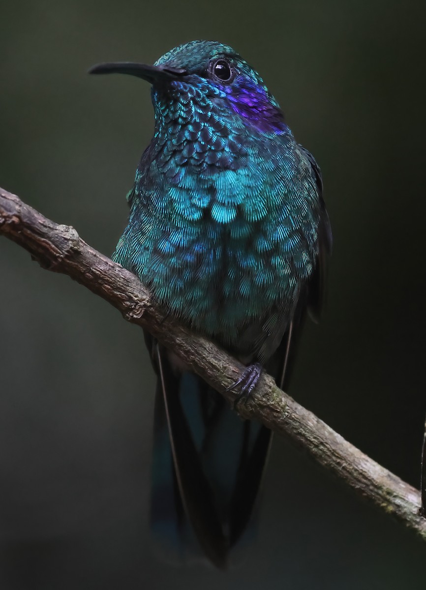 kolibřík modrouchý - ML618740602