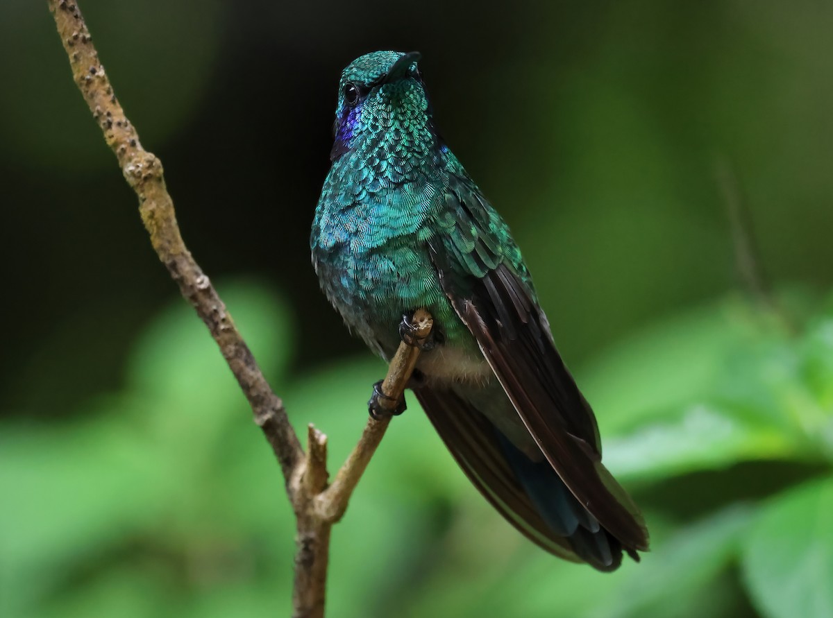 kolibřík modrouchý - ML618740604