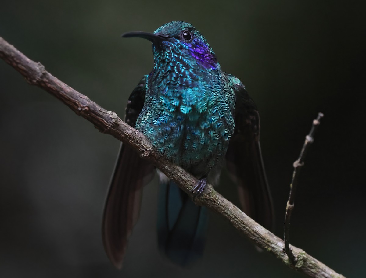 kolibřík modrouchý - ML618740606