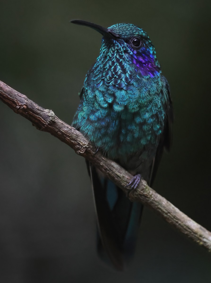kolibřík modrouchý - ML618740607