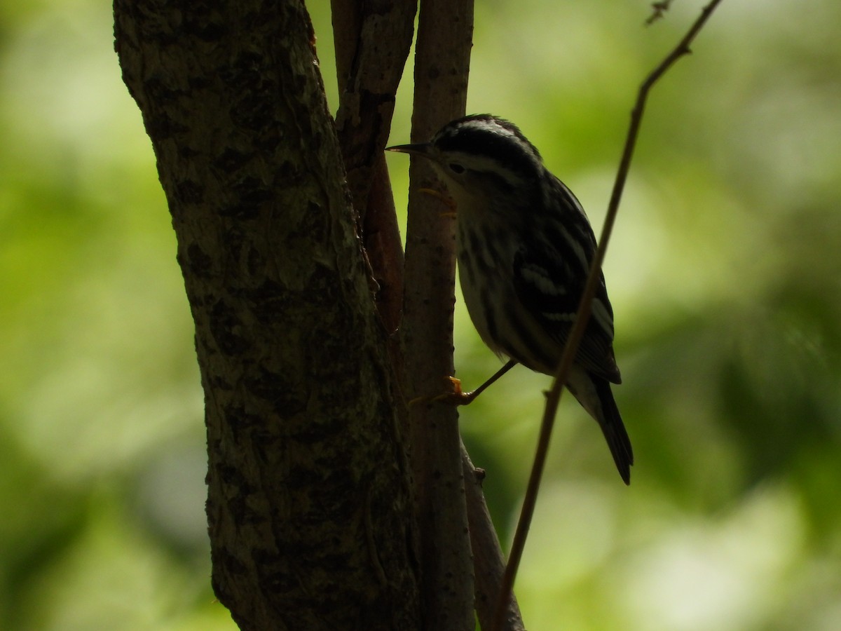 Black-and-white Warbler - ML618740609