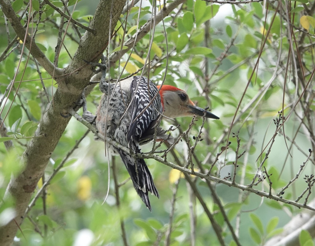 Red-bellied Woodpecker - ML618740615