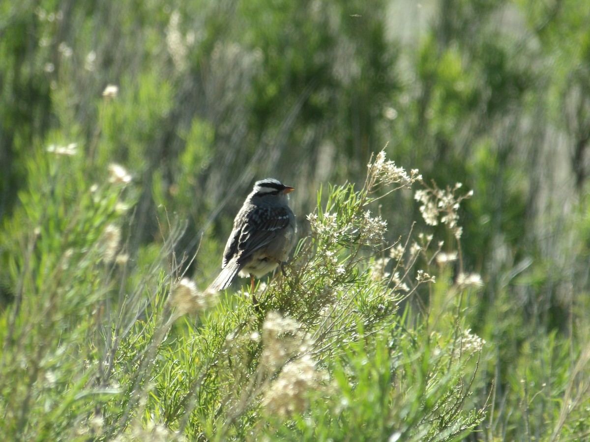 White-crowned Sparrow - ML618740623