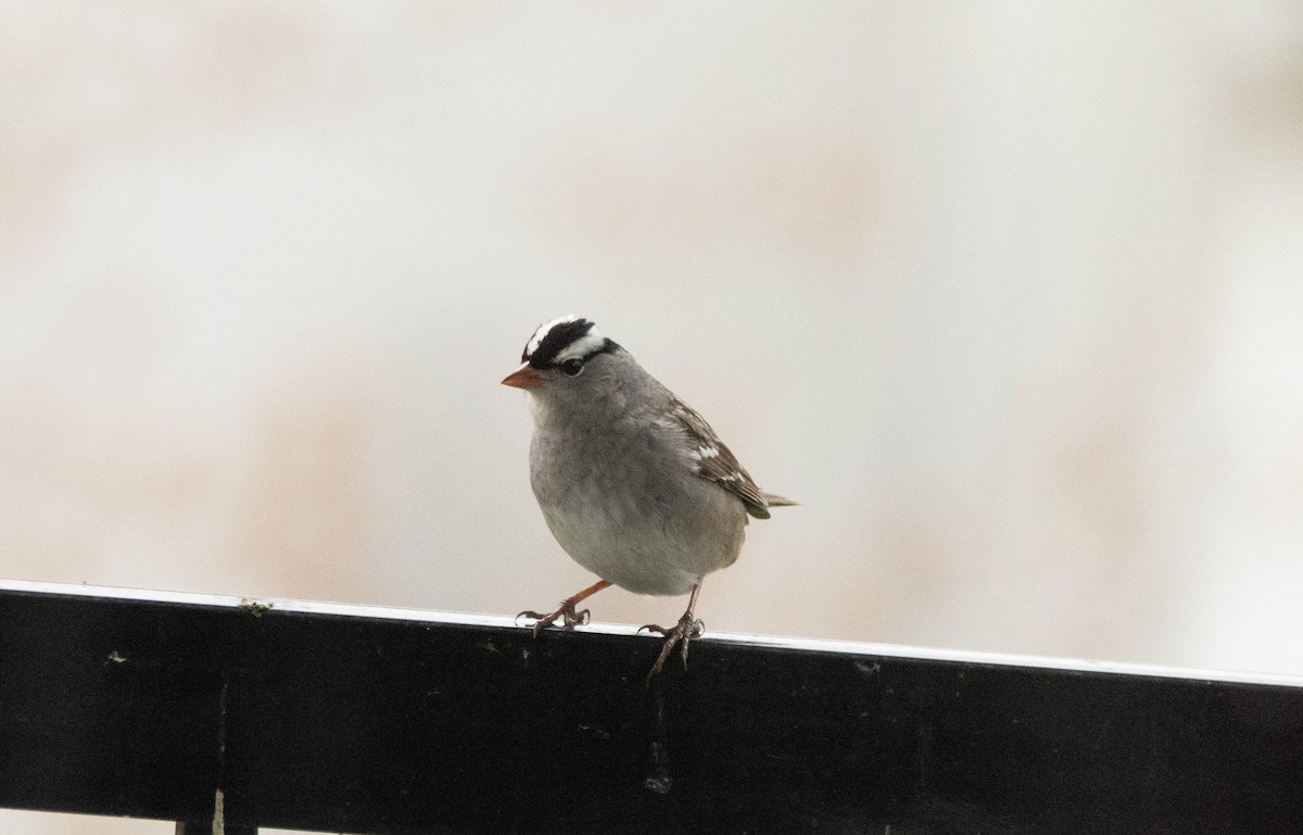 White-crowned Sparrow - ML618740630