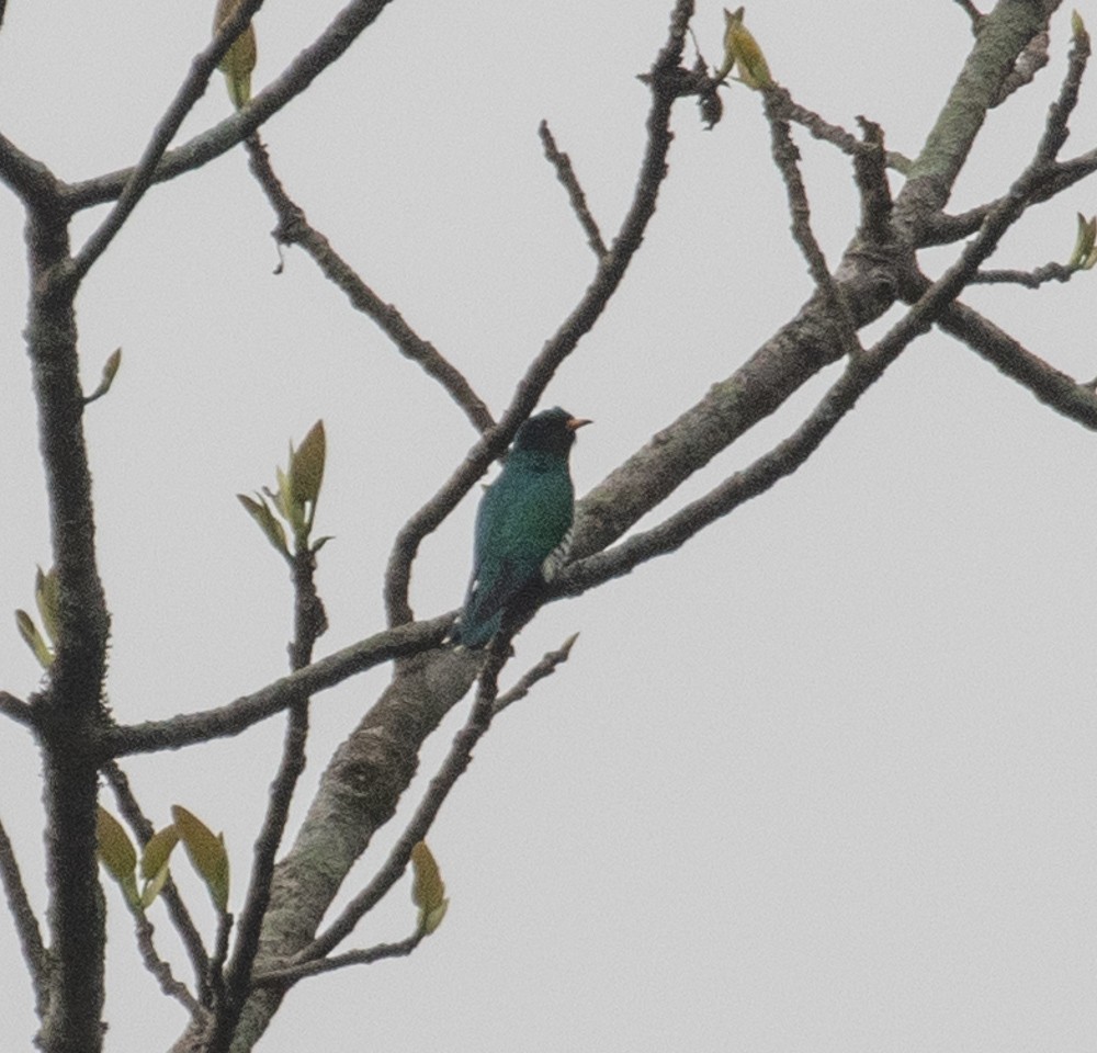 Asian Emerald Cuckoo - ML618740722