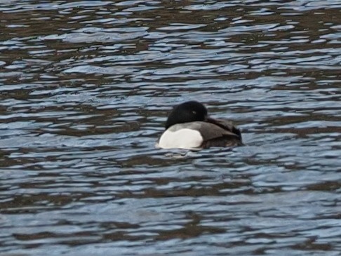 Greater Scaup - ML618740749