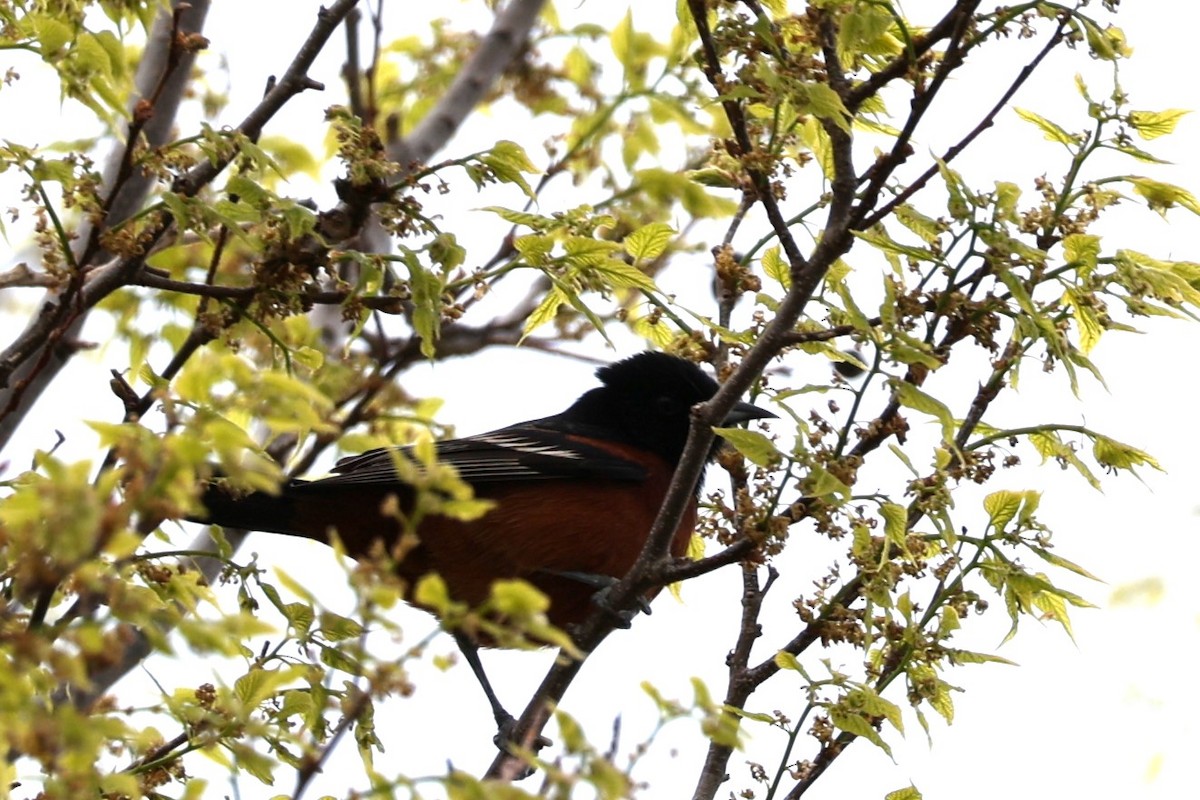 Orchard Oriole - ML618740771