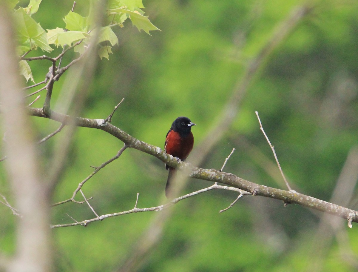 Orchard Oriole - ML618740775