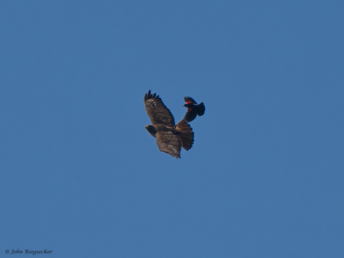 Red-tailed Hawk - ML618740783