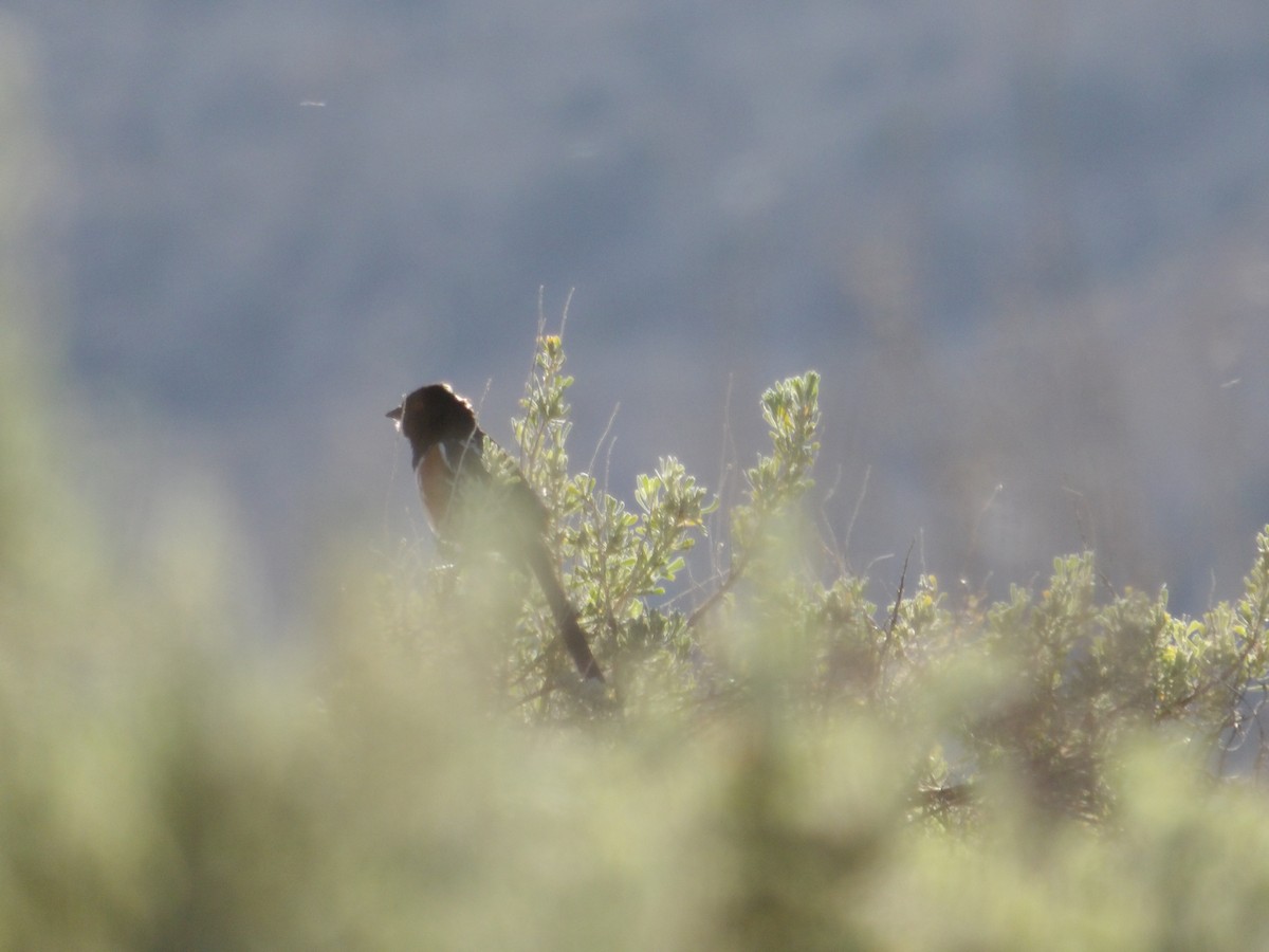 Spotted Towhee - ML618740814