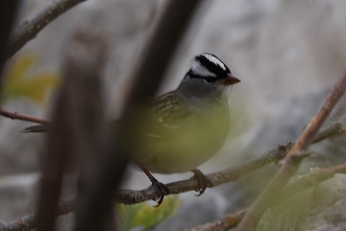 White-crowned Sparrow - ML618740858