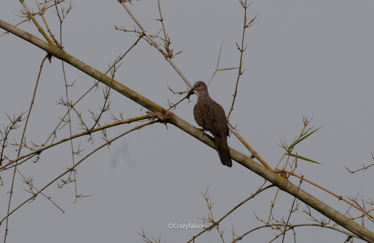 Spotted Dove - ML618740894