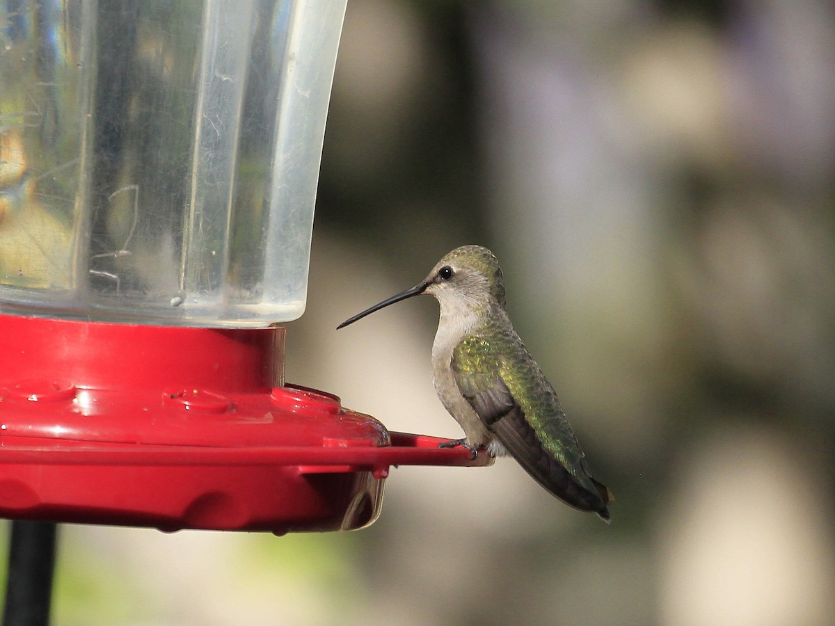Black-chinned Hummingbird - Carl Poldrack