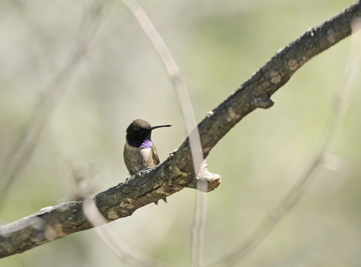 Black-chinned Hummingbird - Carl Poldrack