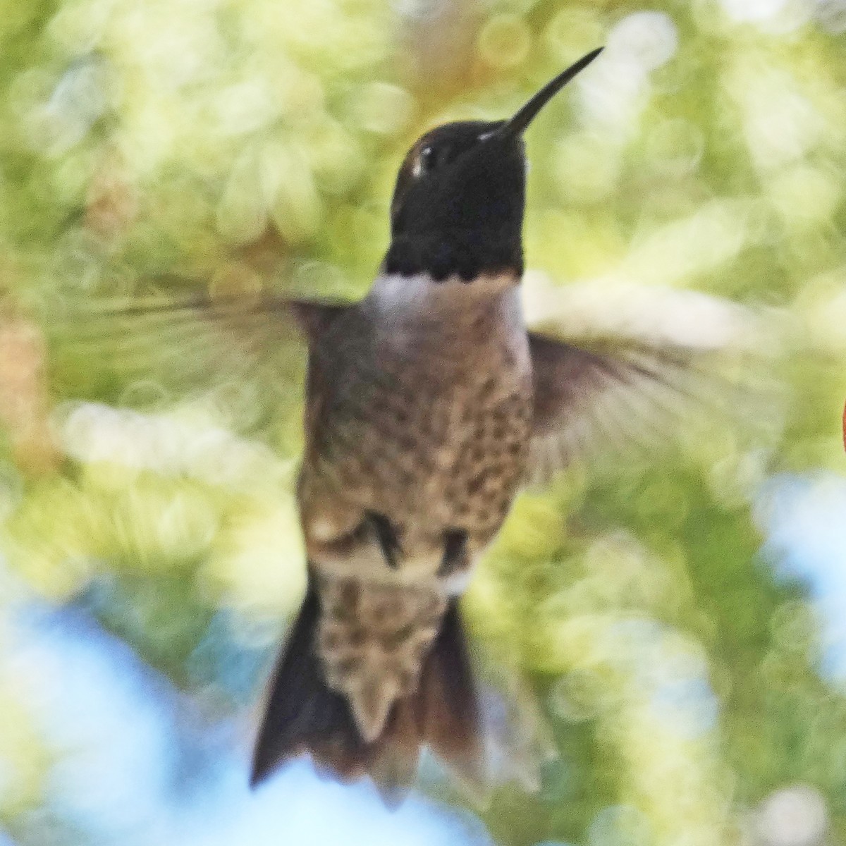 Black-chinned Hummingbird - ML618740959