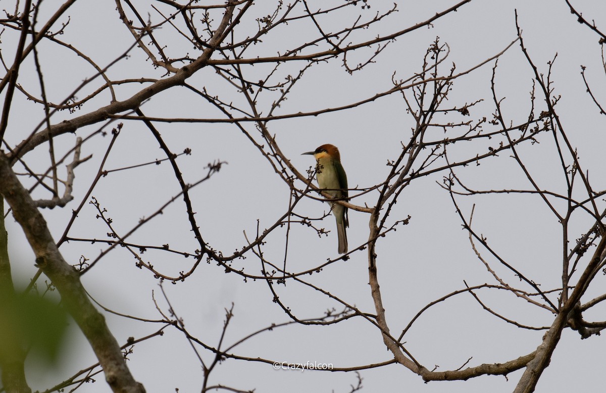 Chestnut-headed Bee-eater - Qiang Zeng
