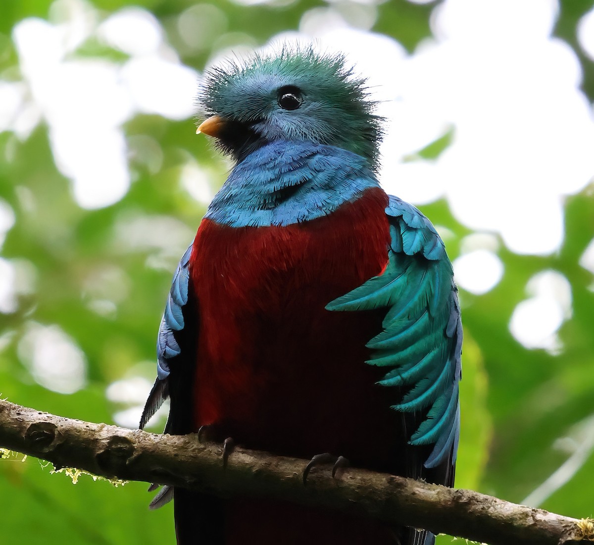 Quetzal Guatemalteco - ML618740993