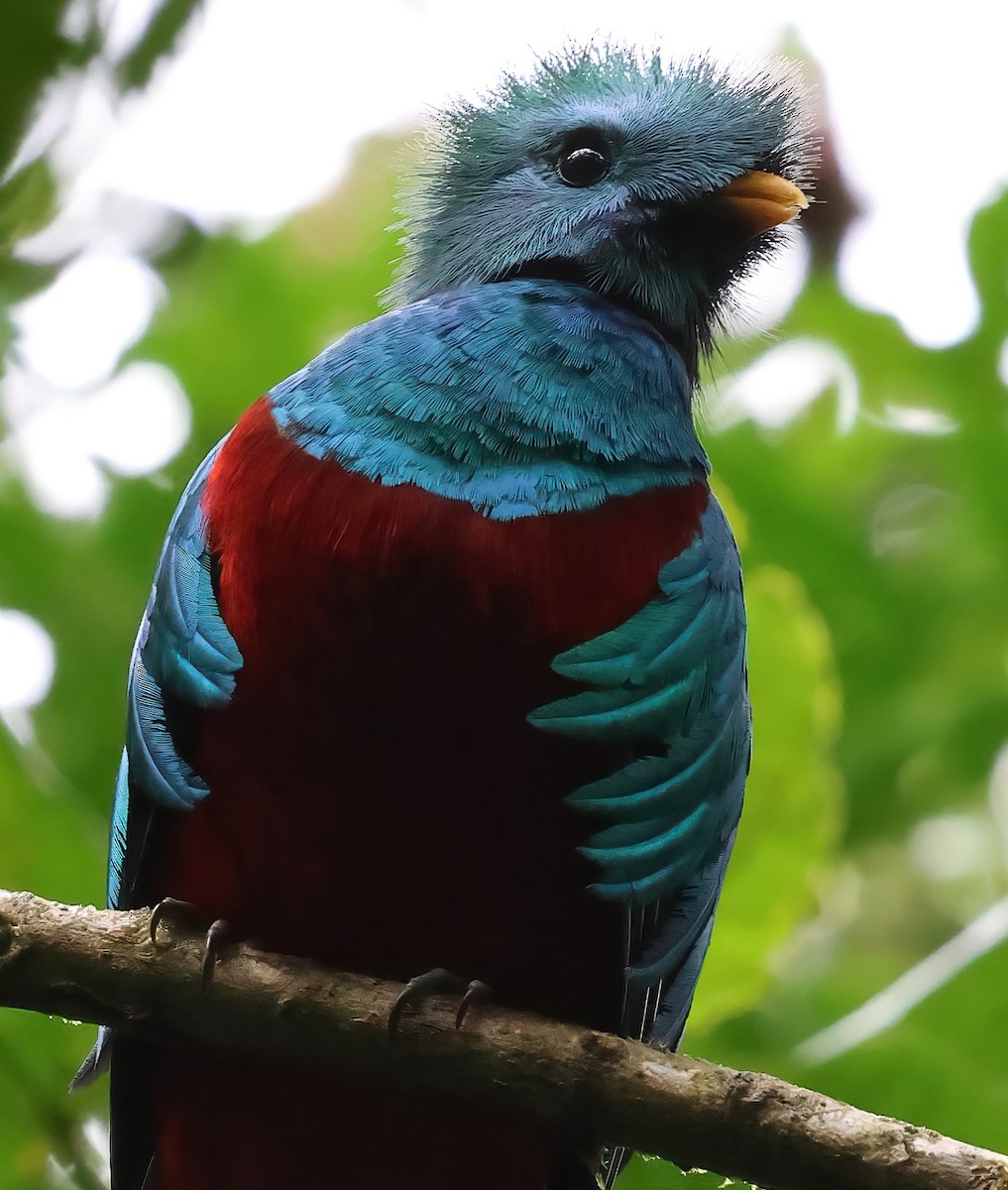 Quetzal Guatemalteco - ML618740994