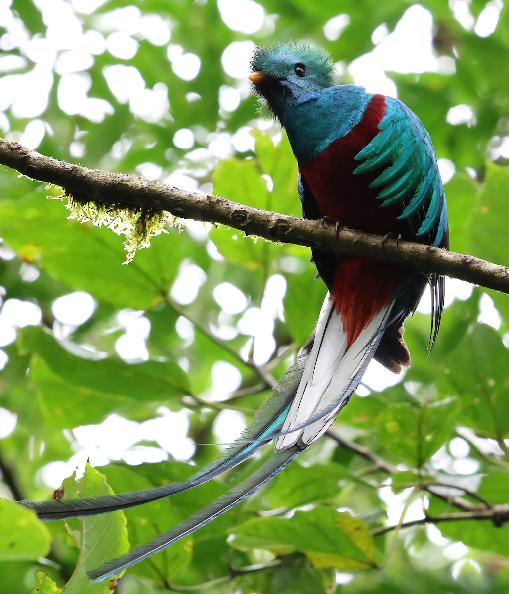 Quetzal Guatemalteco - ML618740998