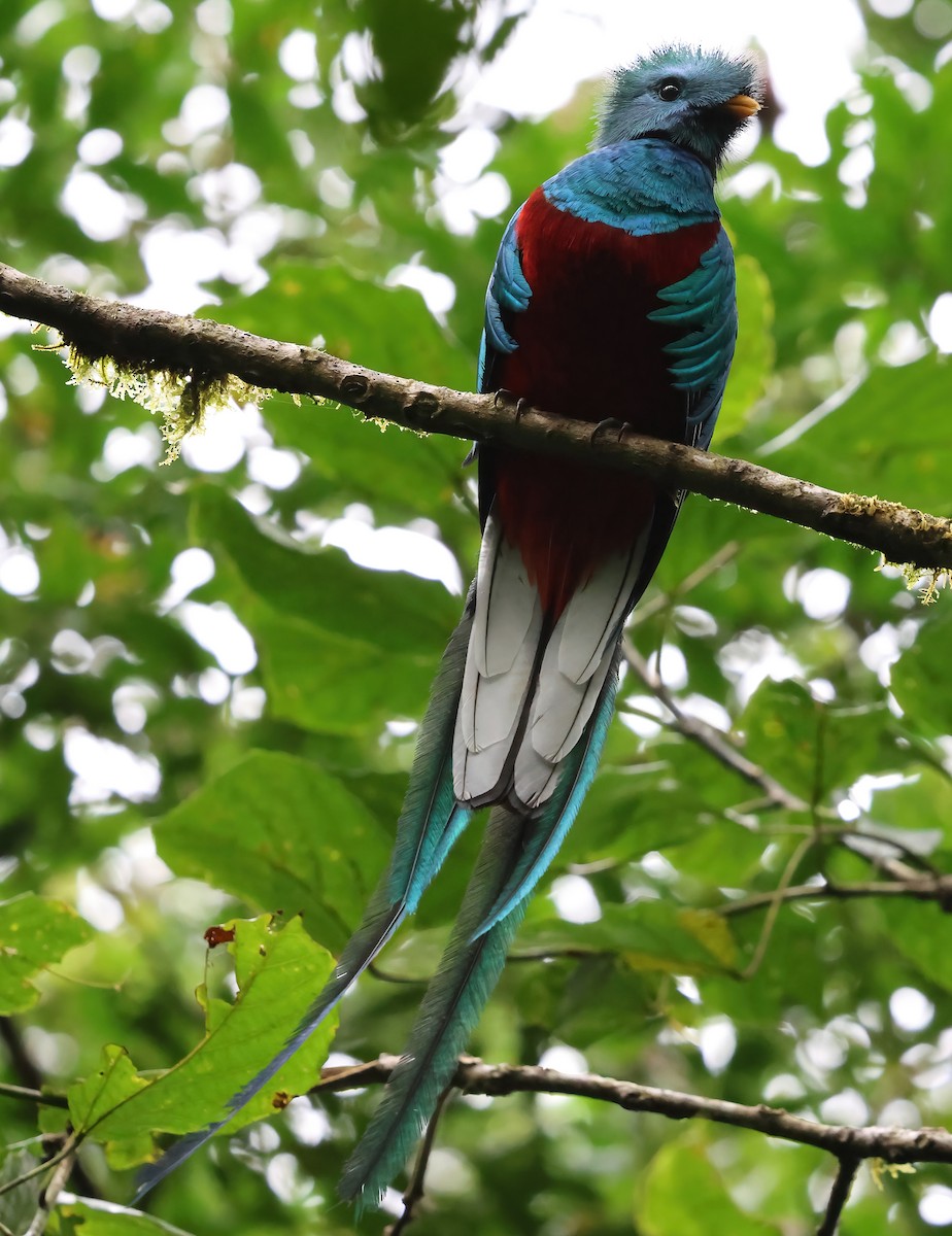 Quetzal Guatemalteco - ML618741000
