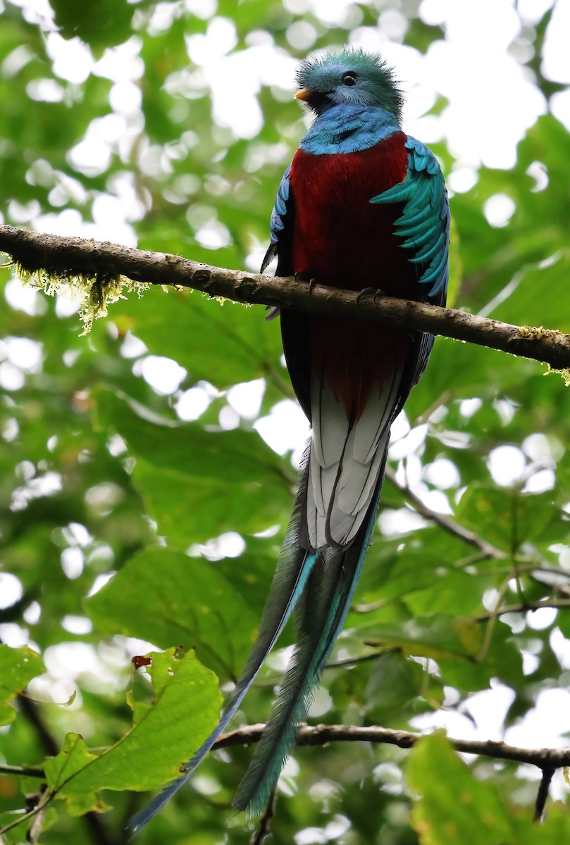 Quetzal Guatemalteco - ML618741001