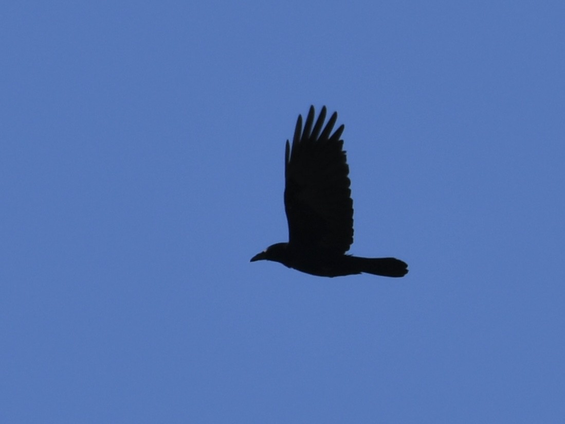 American Crow - ML618741014