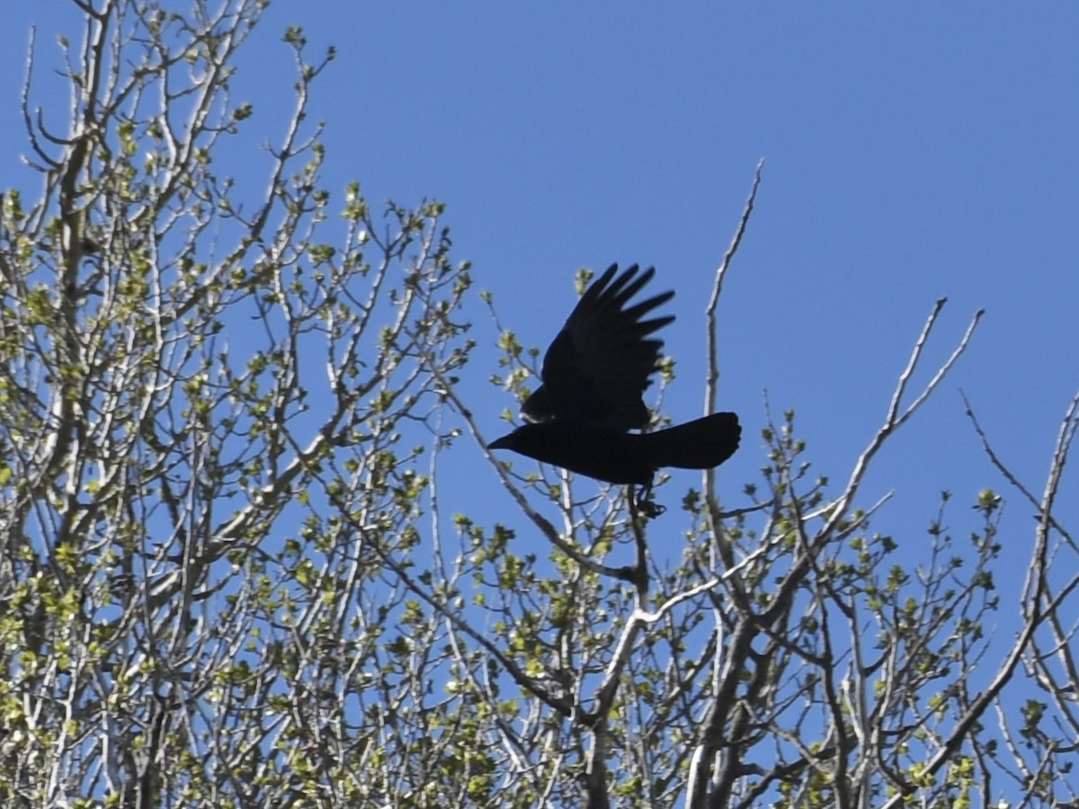 American Crow - ML618741015