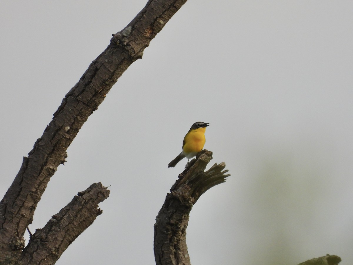 Yellow-breasted Chat - ML618741016