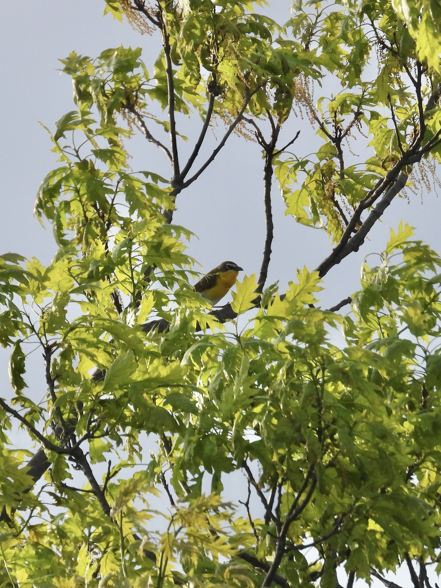Yellow-breasted Chat - ML618741018