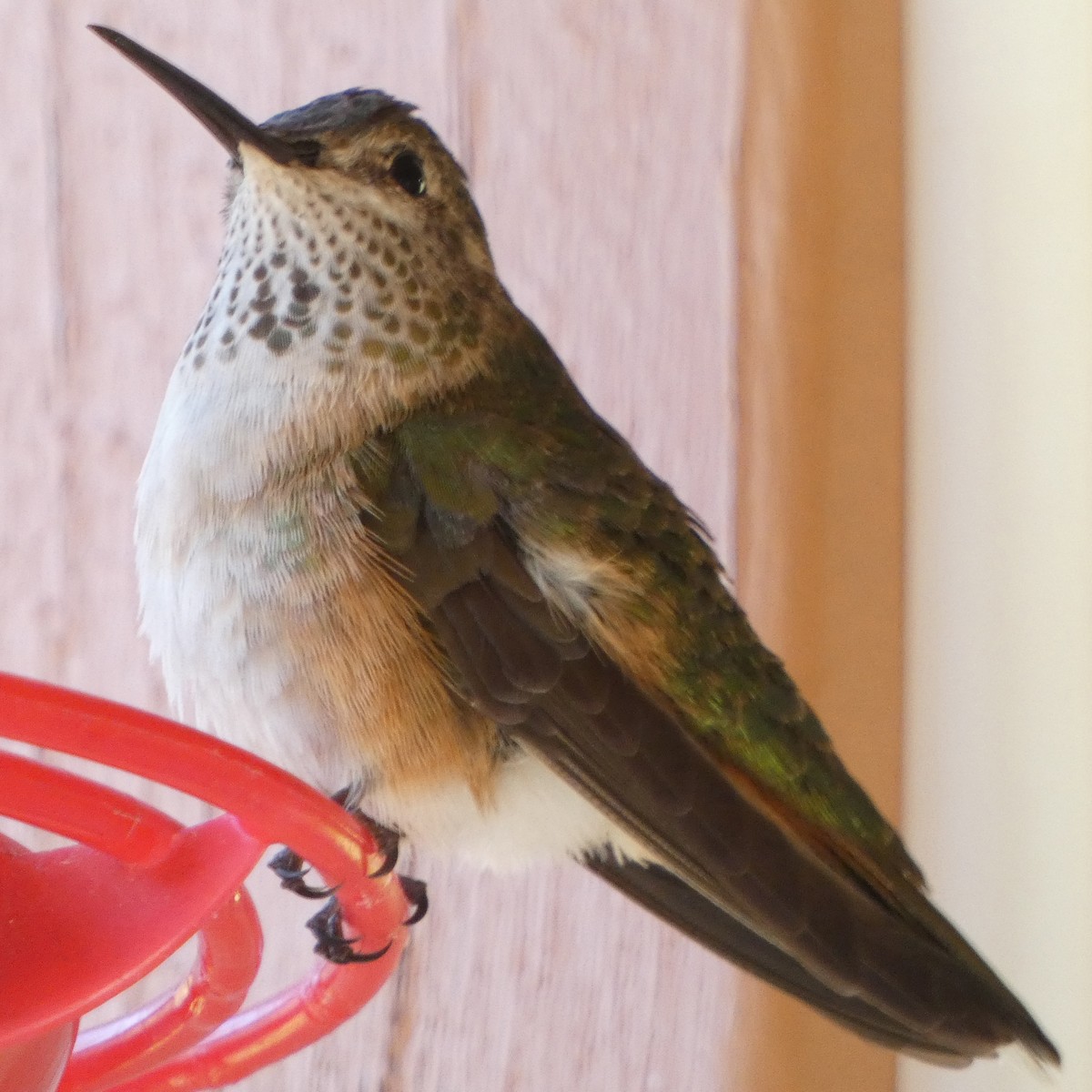 Broad-tailed Hummingbird - ML618741025