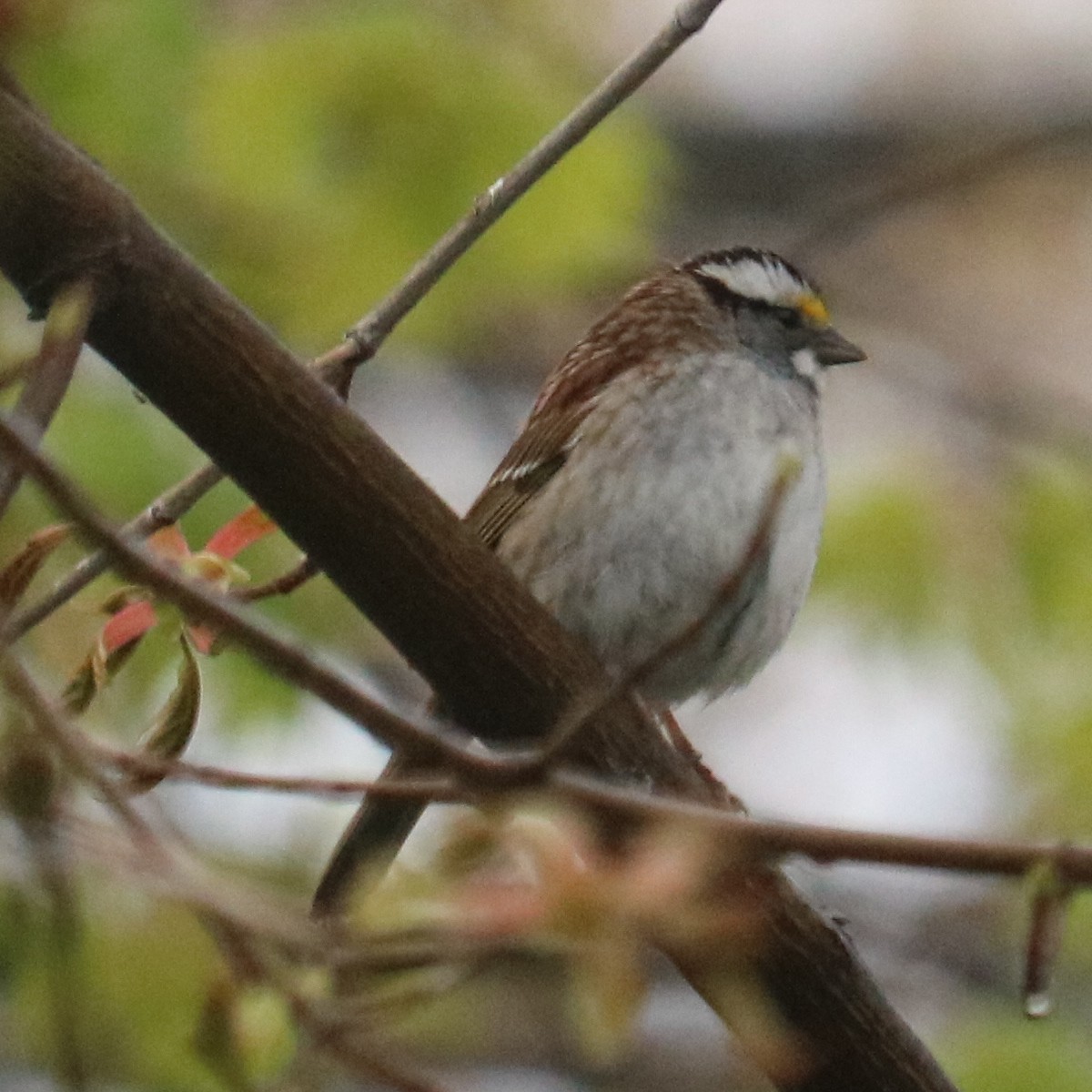 White-throated Sparrow - ML618741038