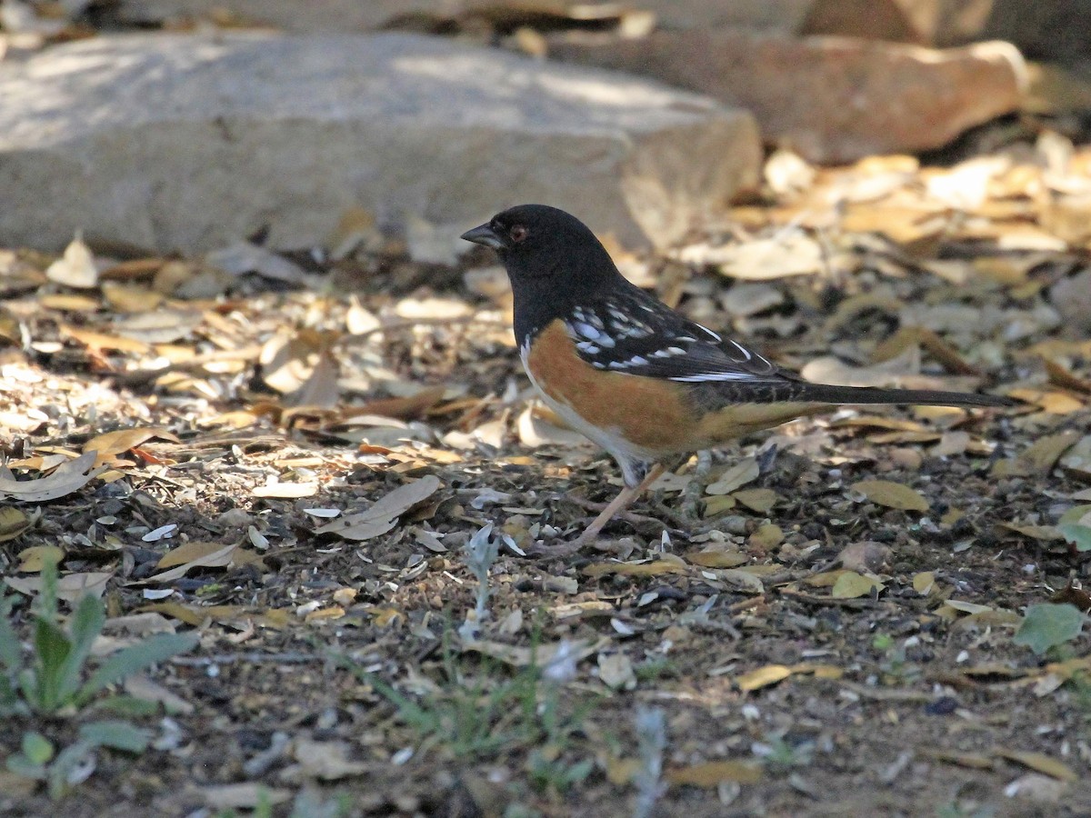 Spotted Towhee - ML618741052