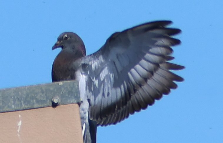 Pigeon biset (forme domestique) - ML618741055