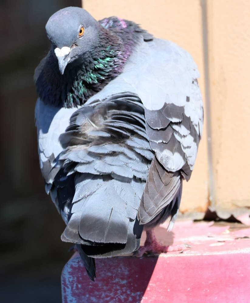 Сизый голубь (Одомашненного типа) - ML618741056