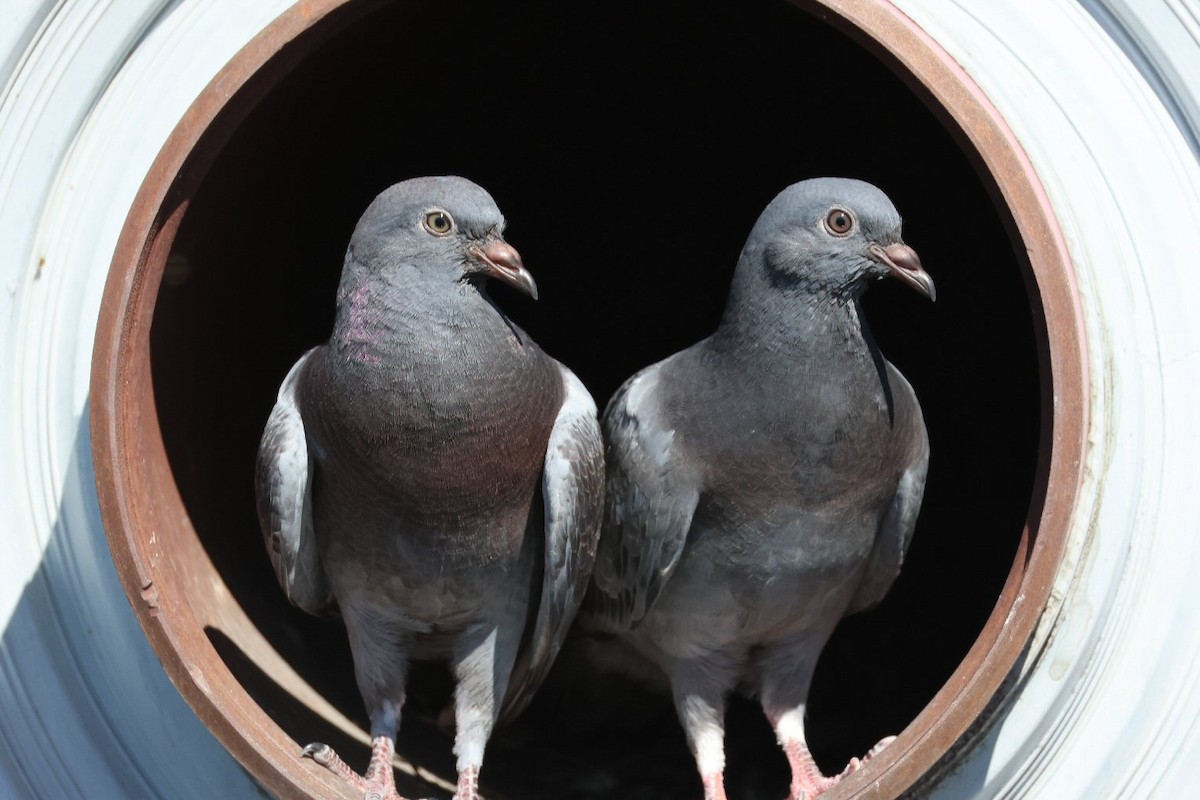 Pigeon biset (forme domestique) - ML618741058