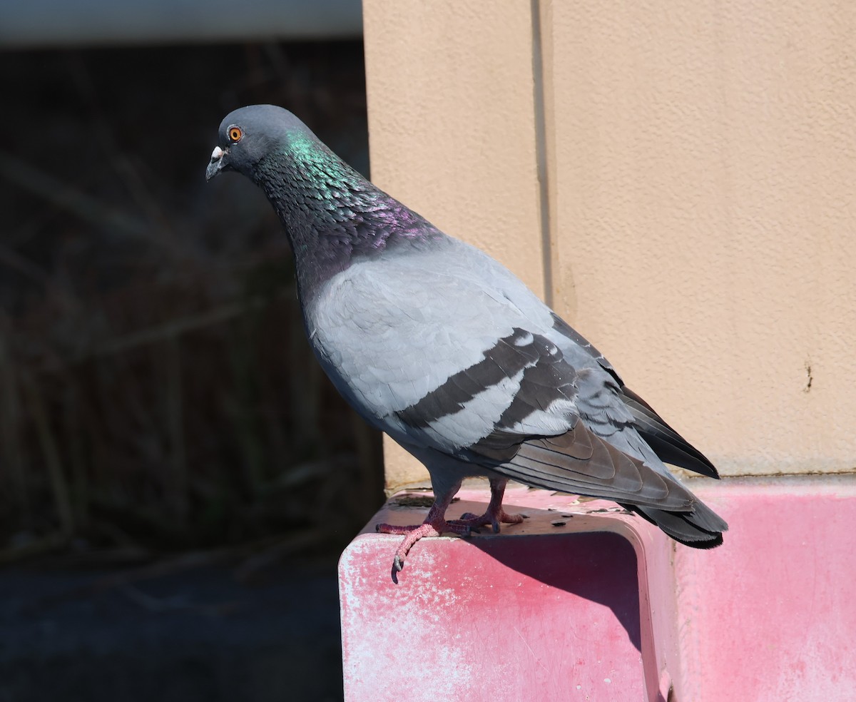 Сизый голубь (Одомашненного типа) - ML618741059