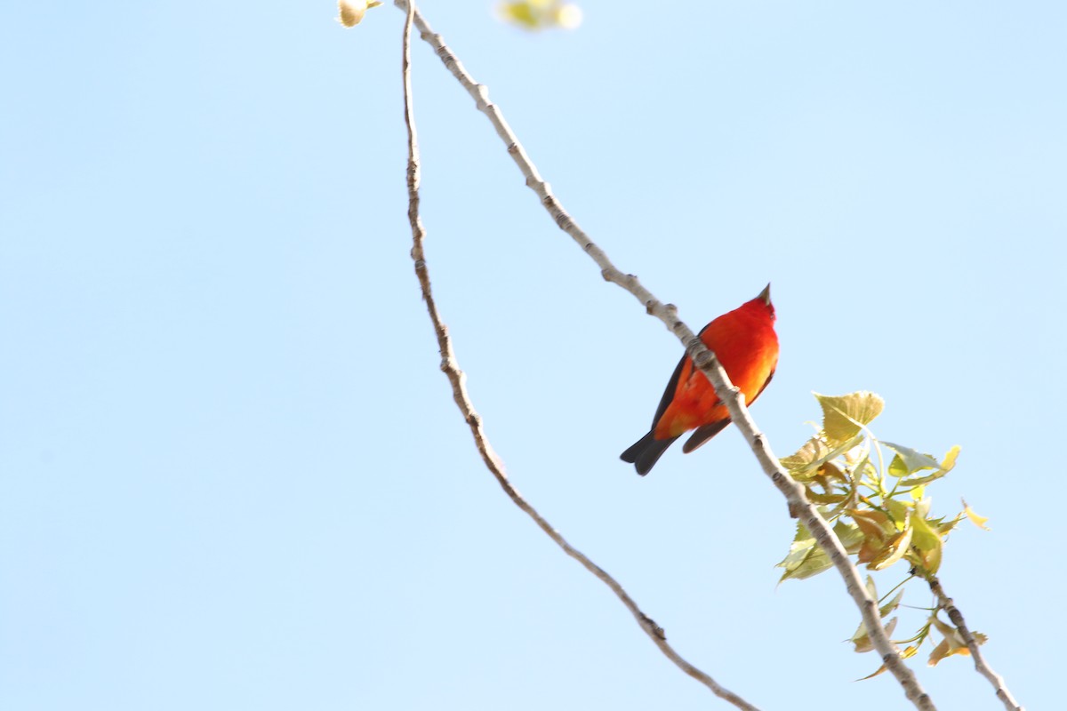 Scarlet Tanager - ML618741066