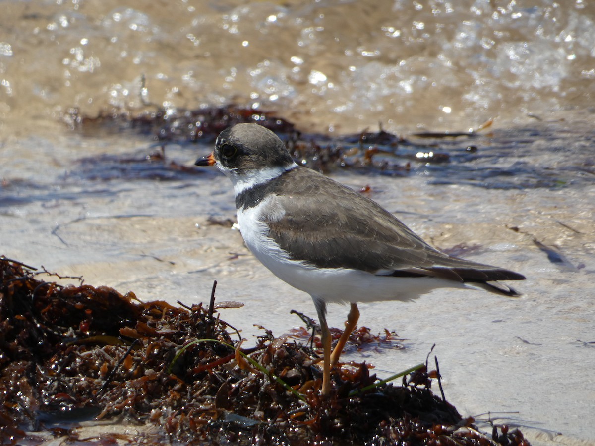 Semipalmated Plover - ML618741070