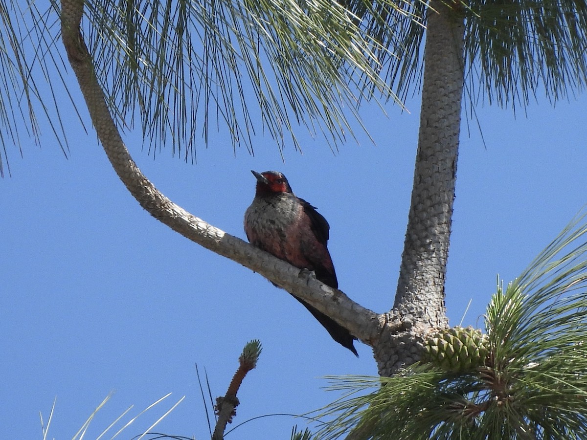 Lewis's Woodpecker - ML618741078