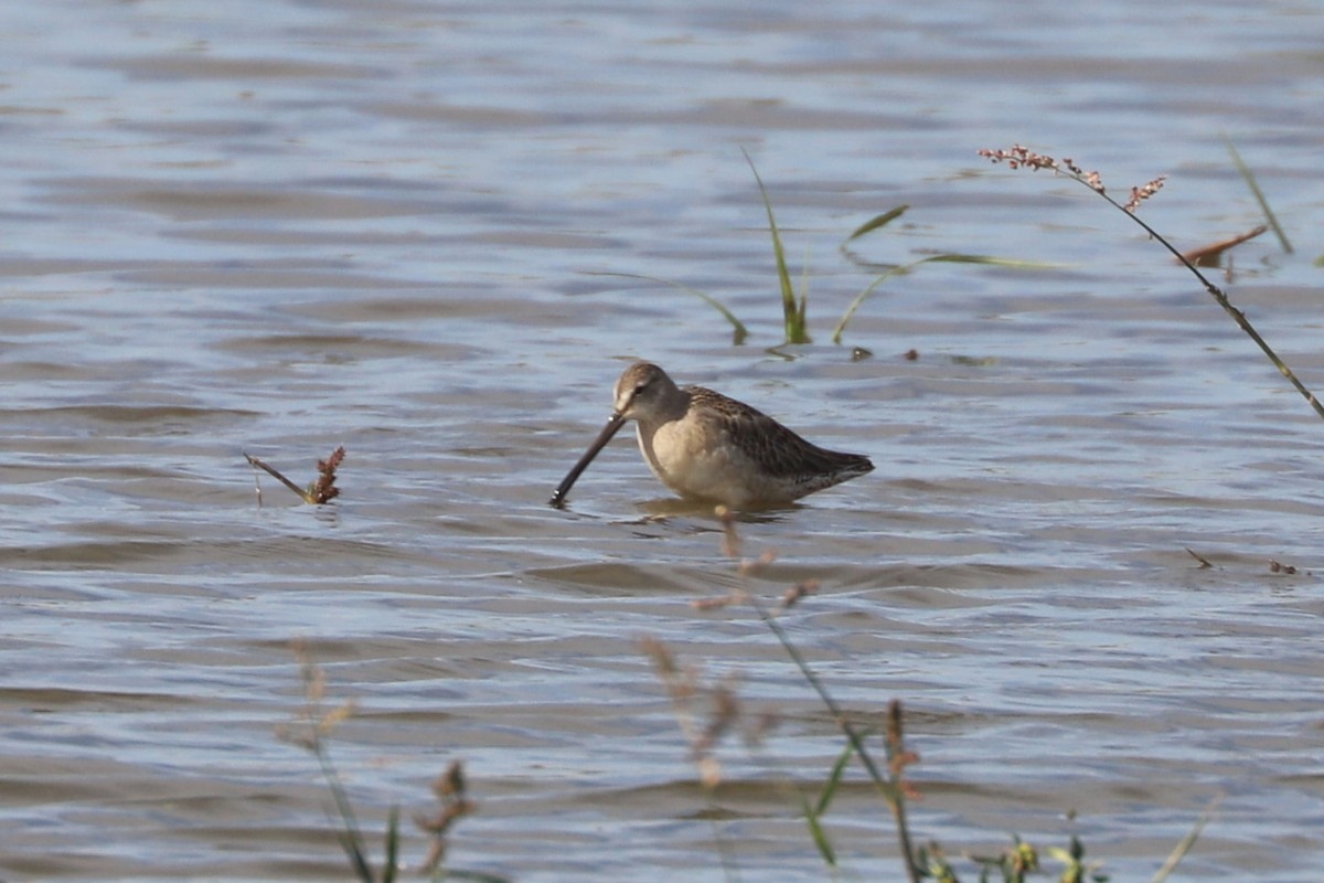 Long-billed Dowitcher - ML618741087