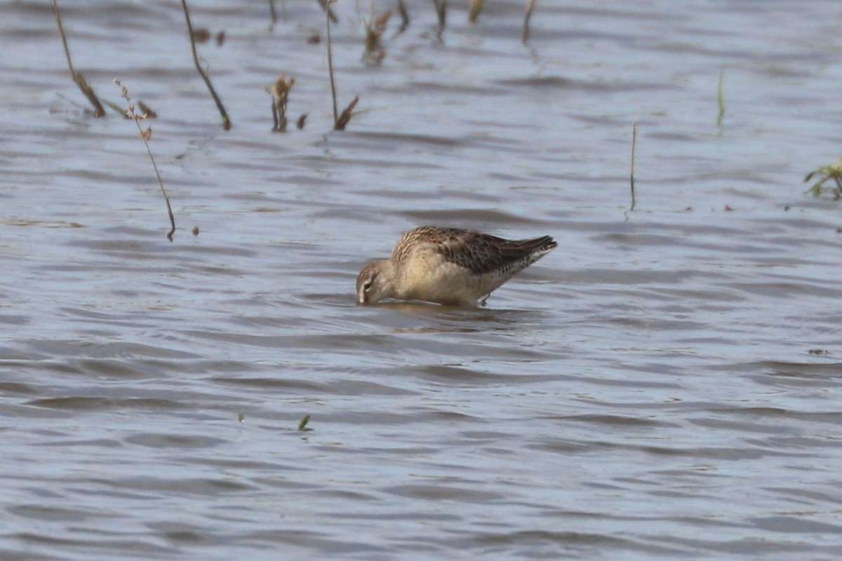 Long-billed Dowitcher - ML618741088