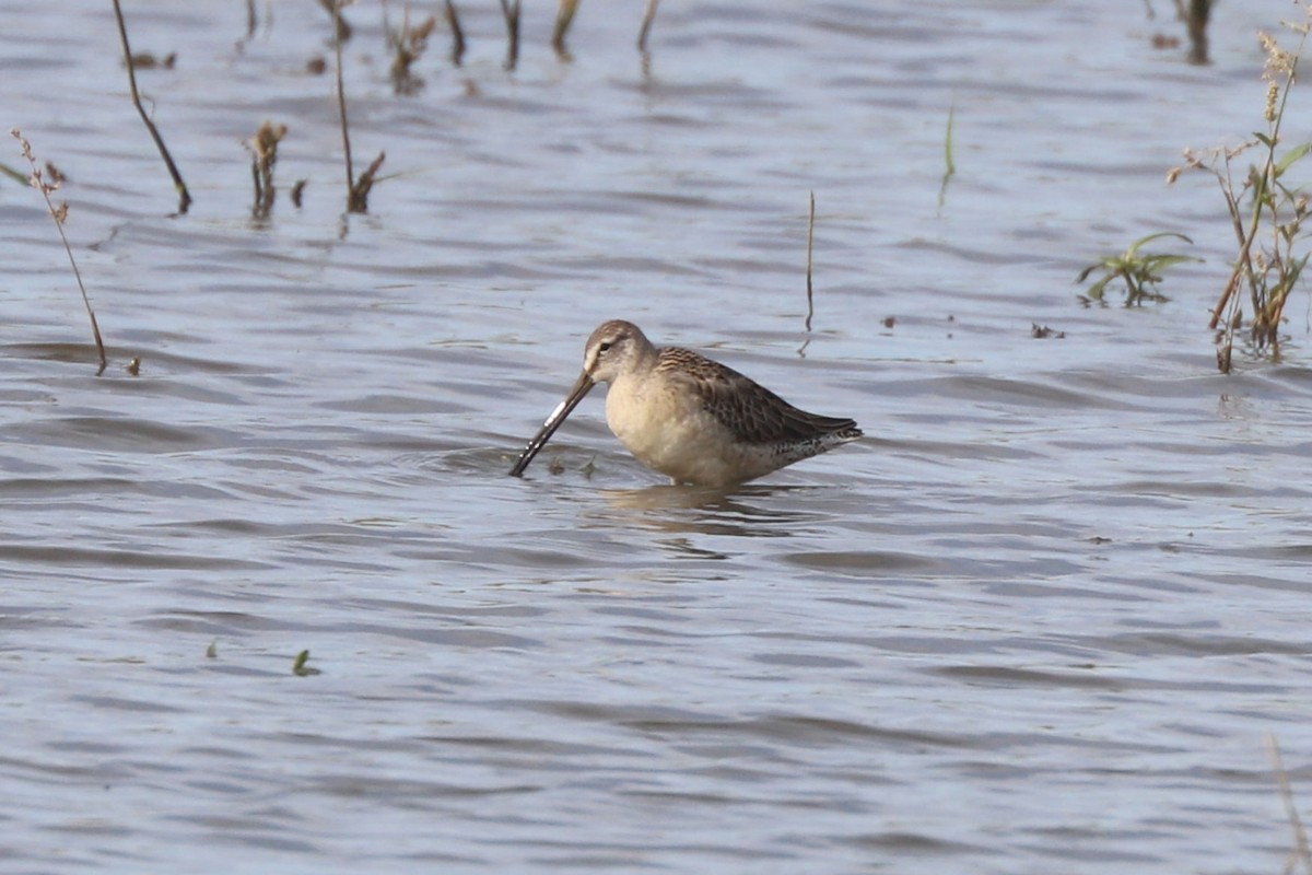 Long-billed Dowitcher - William Hull