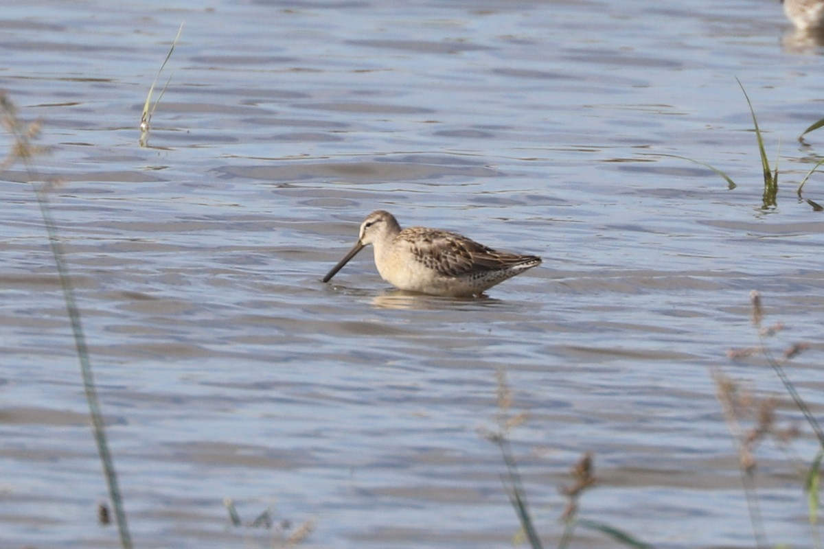 Long-billed Dowitcher - ML618741090