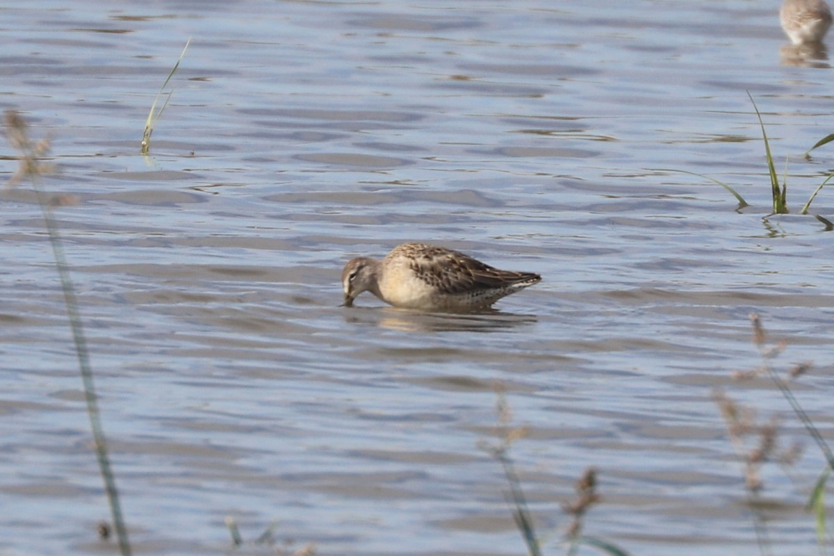 Long-billed Dowitcher - ML618741091