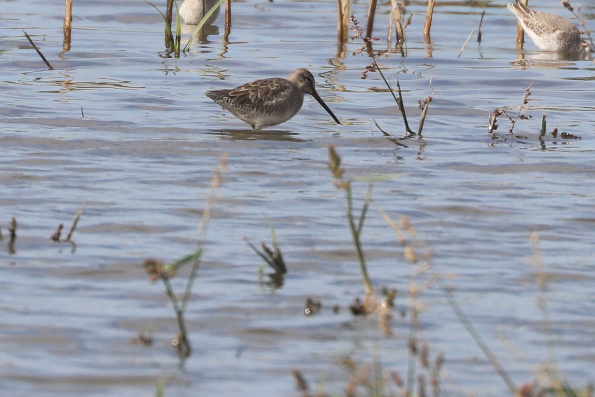 Long-billed Dowitcher - ML618741092