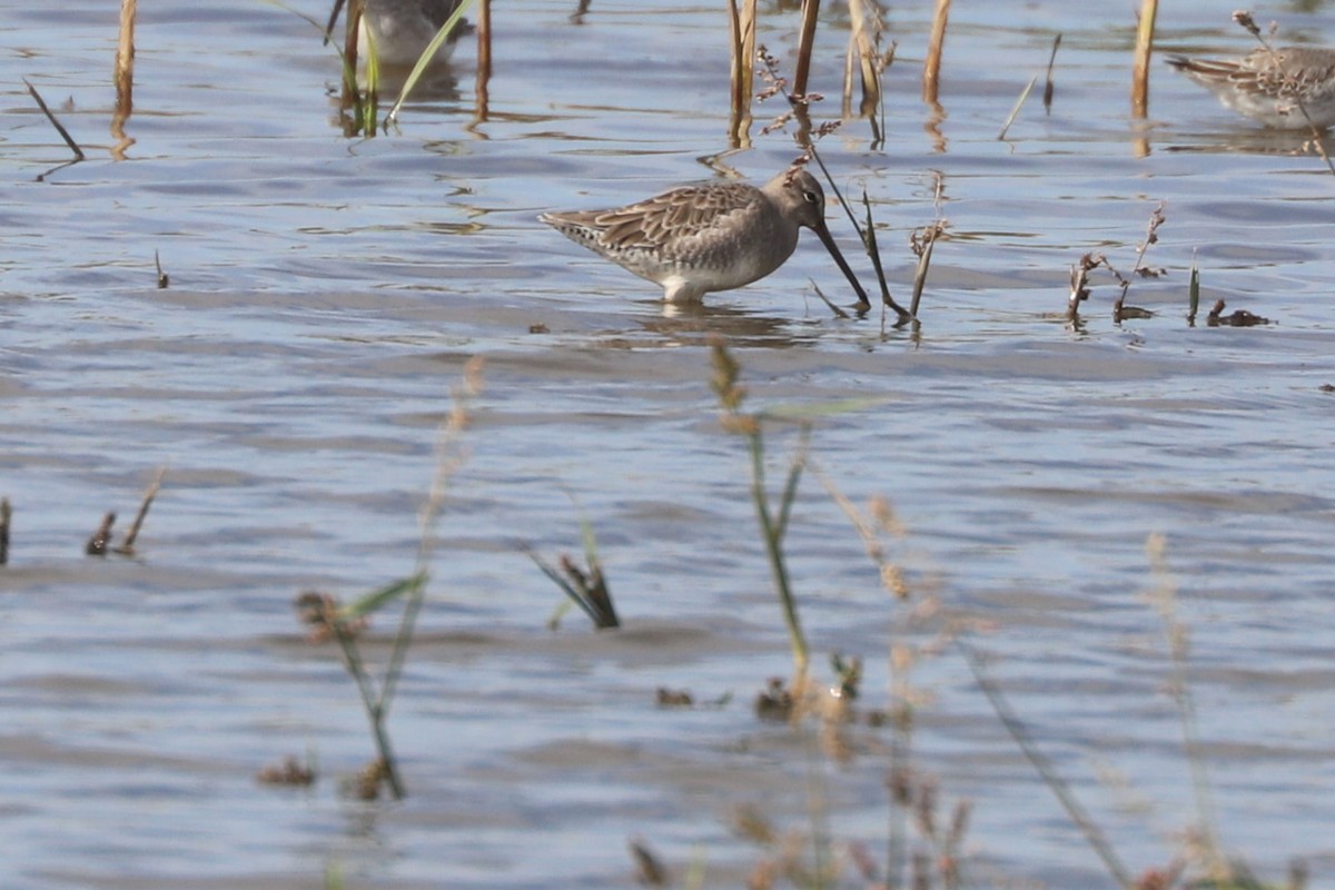 Long-billed Dowitcher - ML618741093