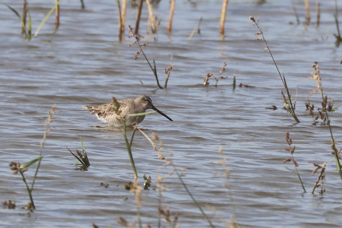 Long-billed Dowitcher - ML618741094