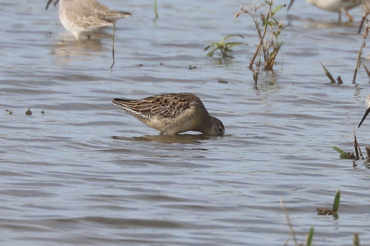 Long-billed Dowitcher - ML618741095